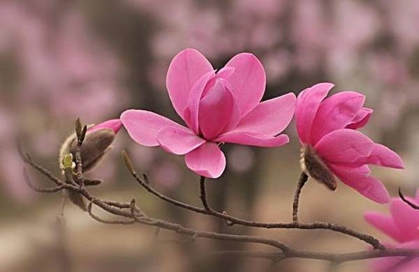 清明，獻給您一束辛夷花